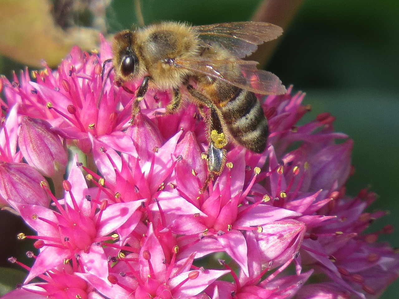 bee  flower  pollination free photo