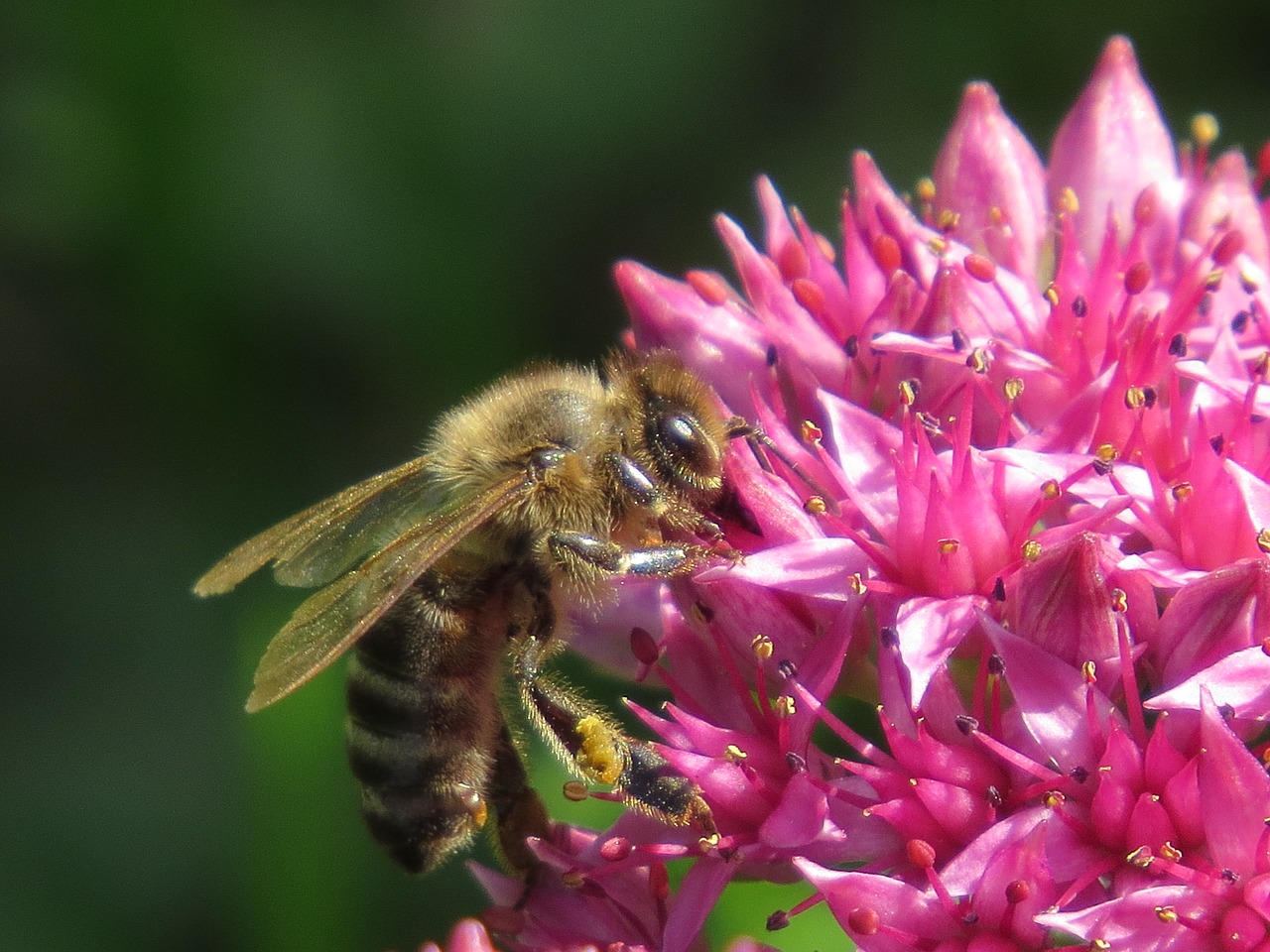 bee  flower  pollination free photo