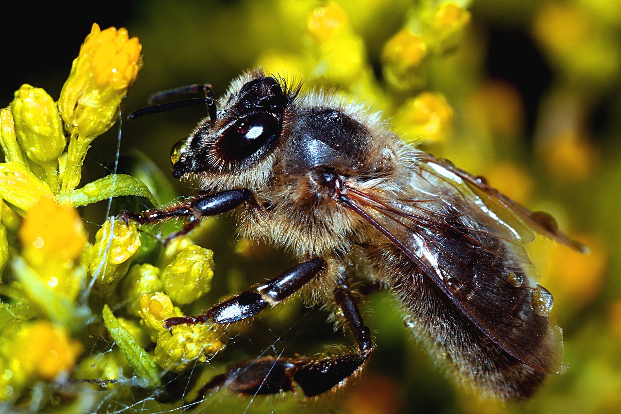 bee  insect  macro free photo