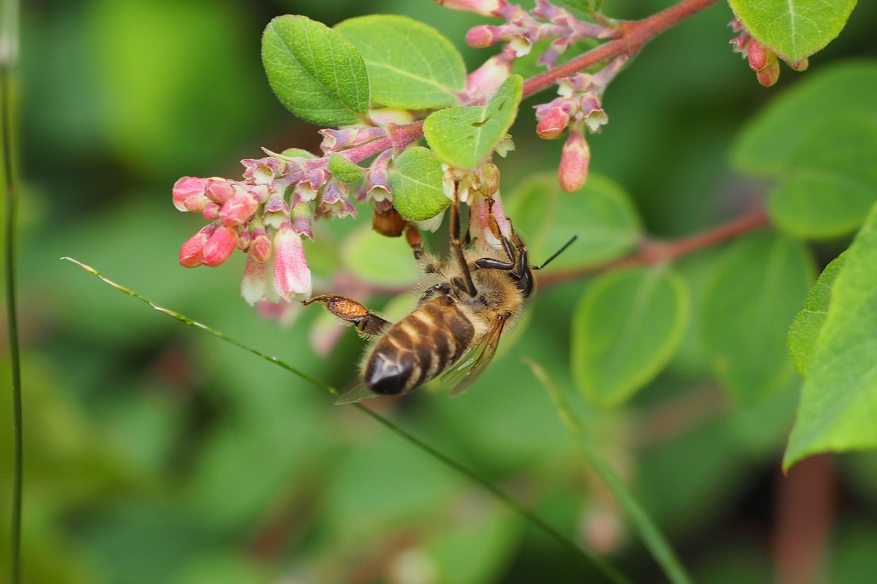 bee  macro  nature free photo