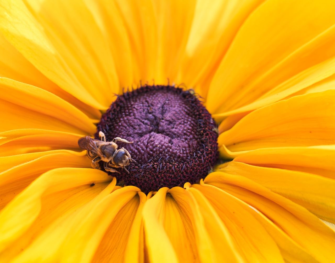 bee  flower  insect free photo