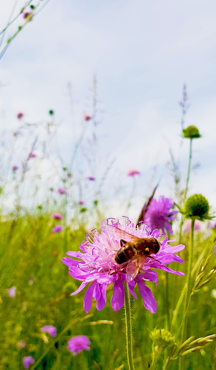 bee  blossom  bloom free photo