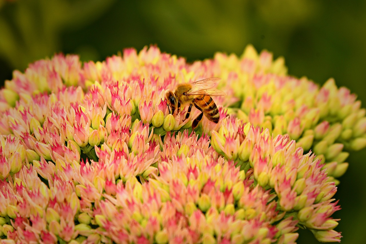 bee  insect  animal free photo