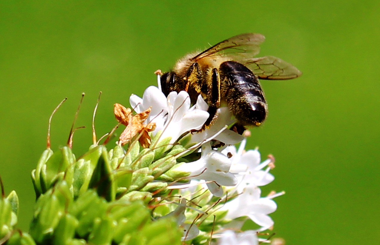 bee honey bee nectar free photo