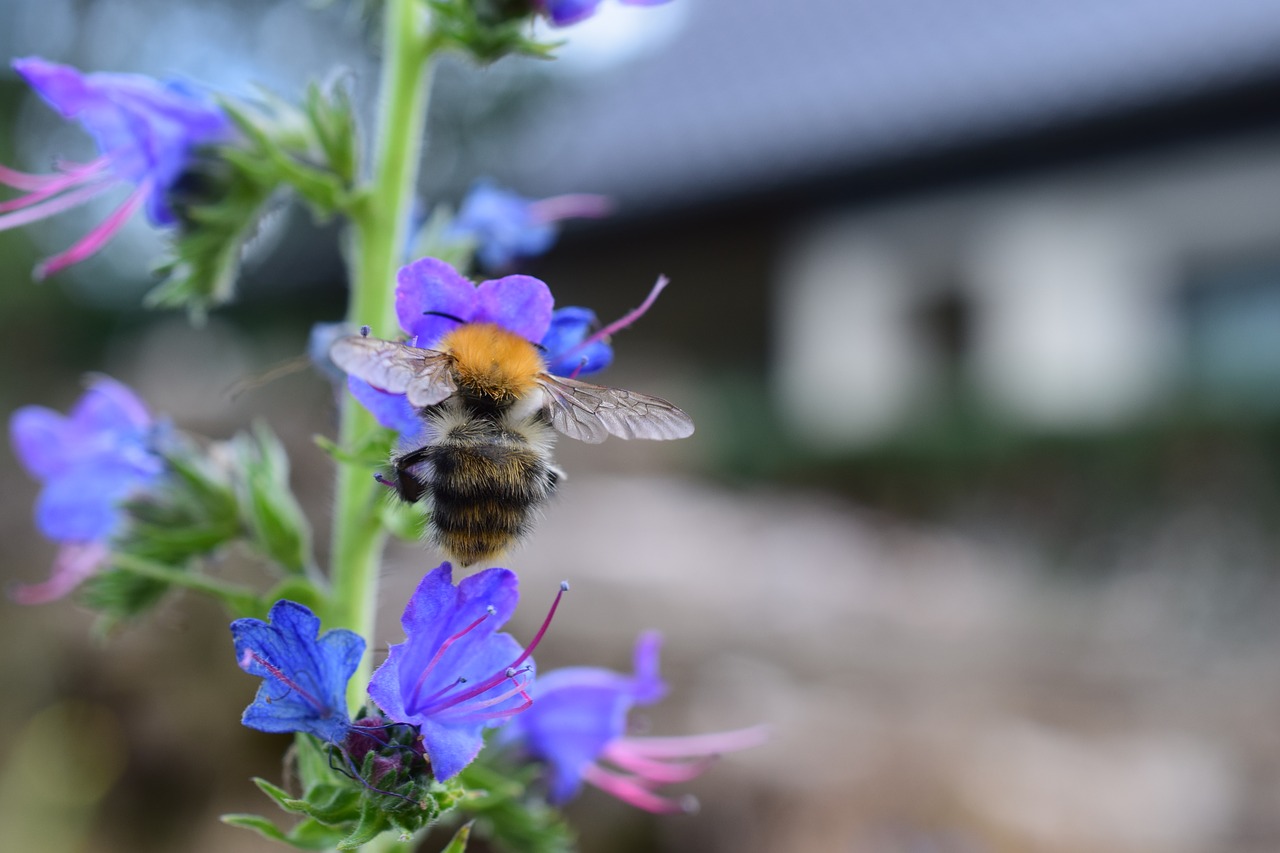 bee  flower  macro free photo