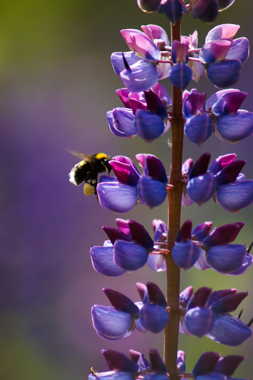bee  flower  purpil free photo