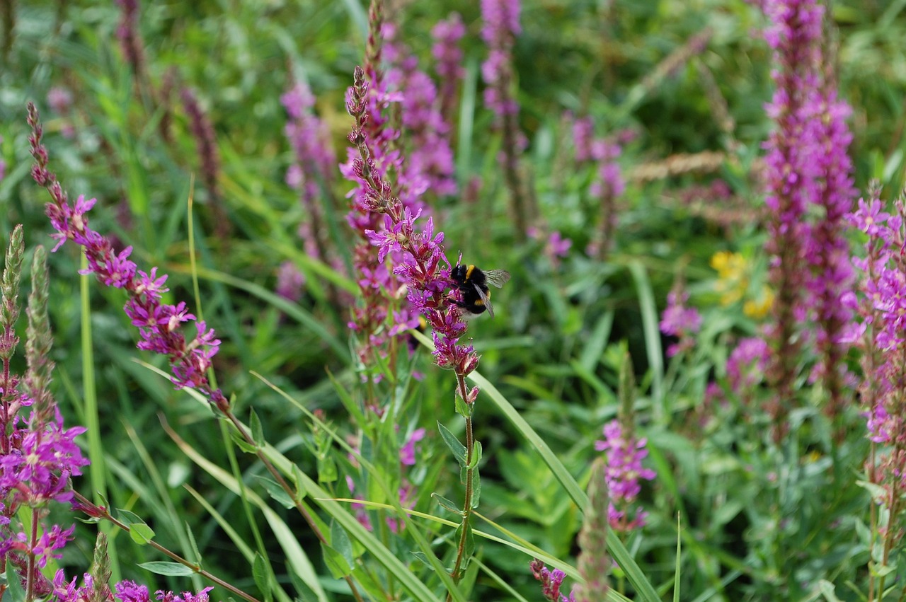 bee  flowers  purple free photo