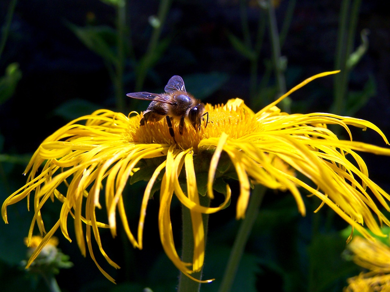 bee  flower  pollen free photo