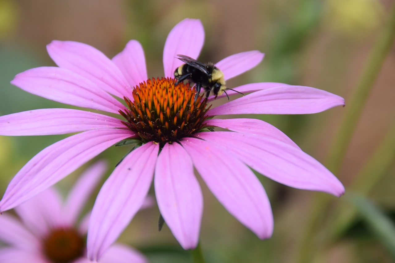 bee  flower  pollen free photo