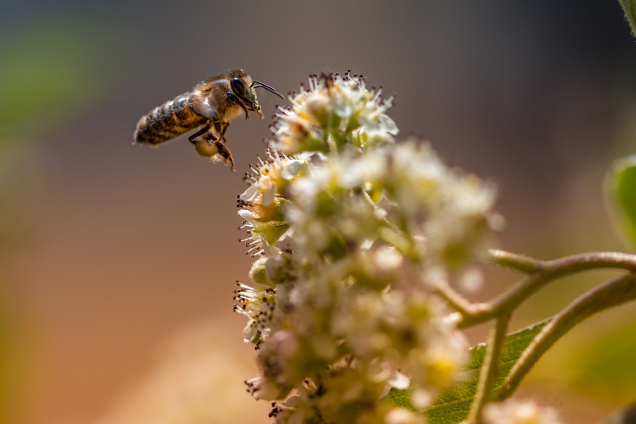 bee  macro  insects free photo