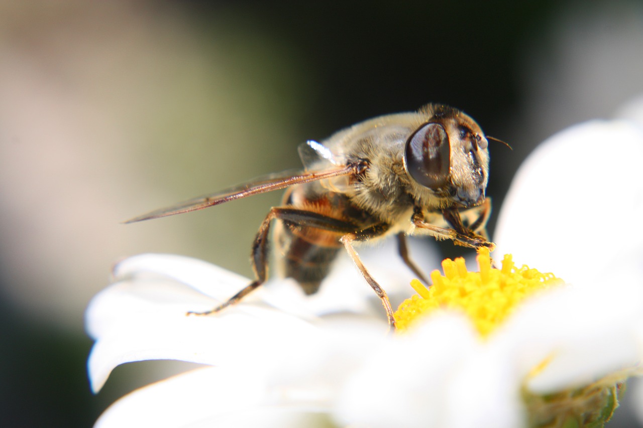 bee  blossom  bloom free photo