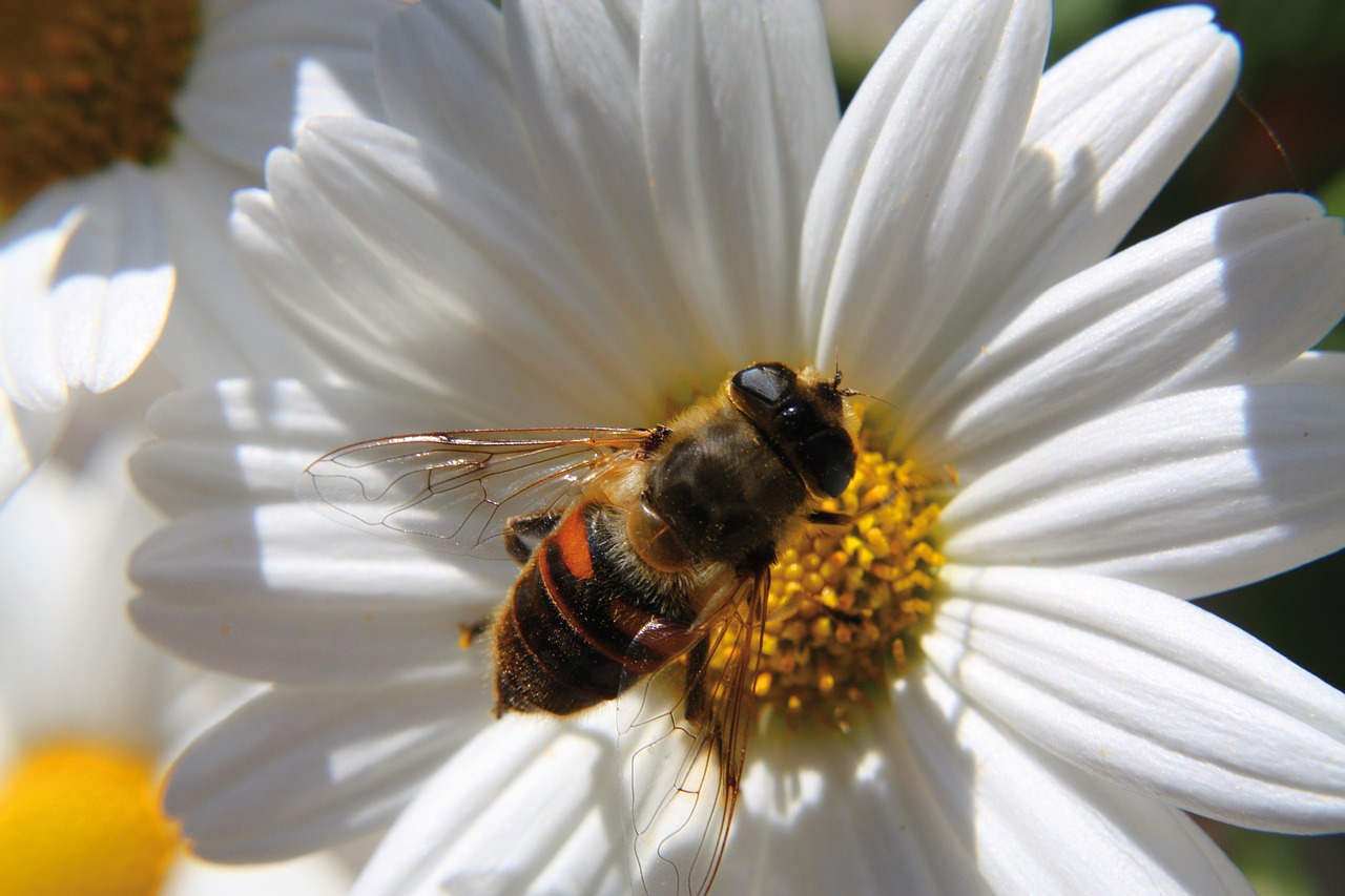 bee  flower  close up free photo