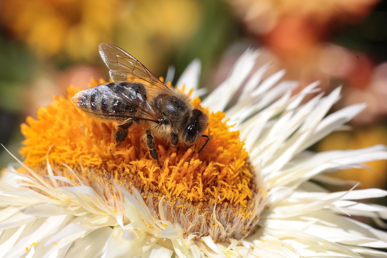 bee  blossom  bloom free photo