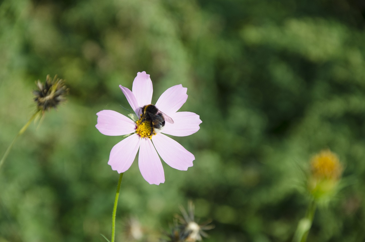 bee  flower  summer free photo