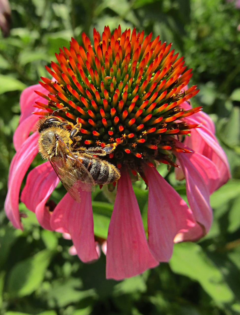 bee  echinacea  nature free photo