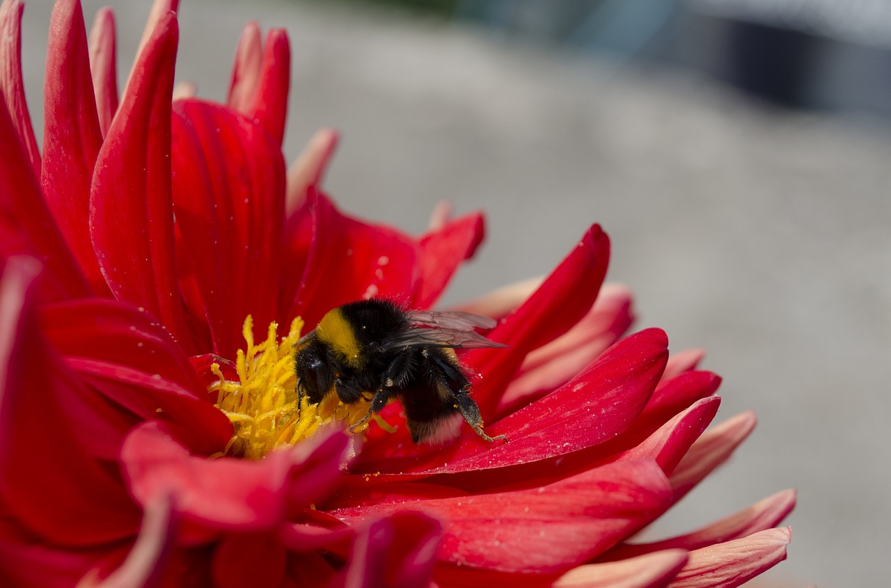 bee  flower  great free photo