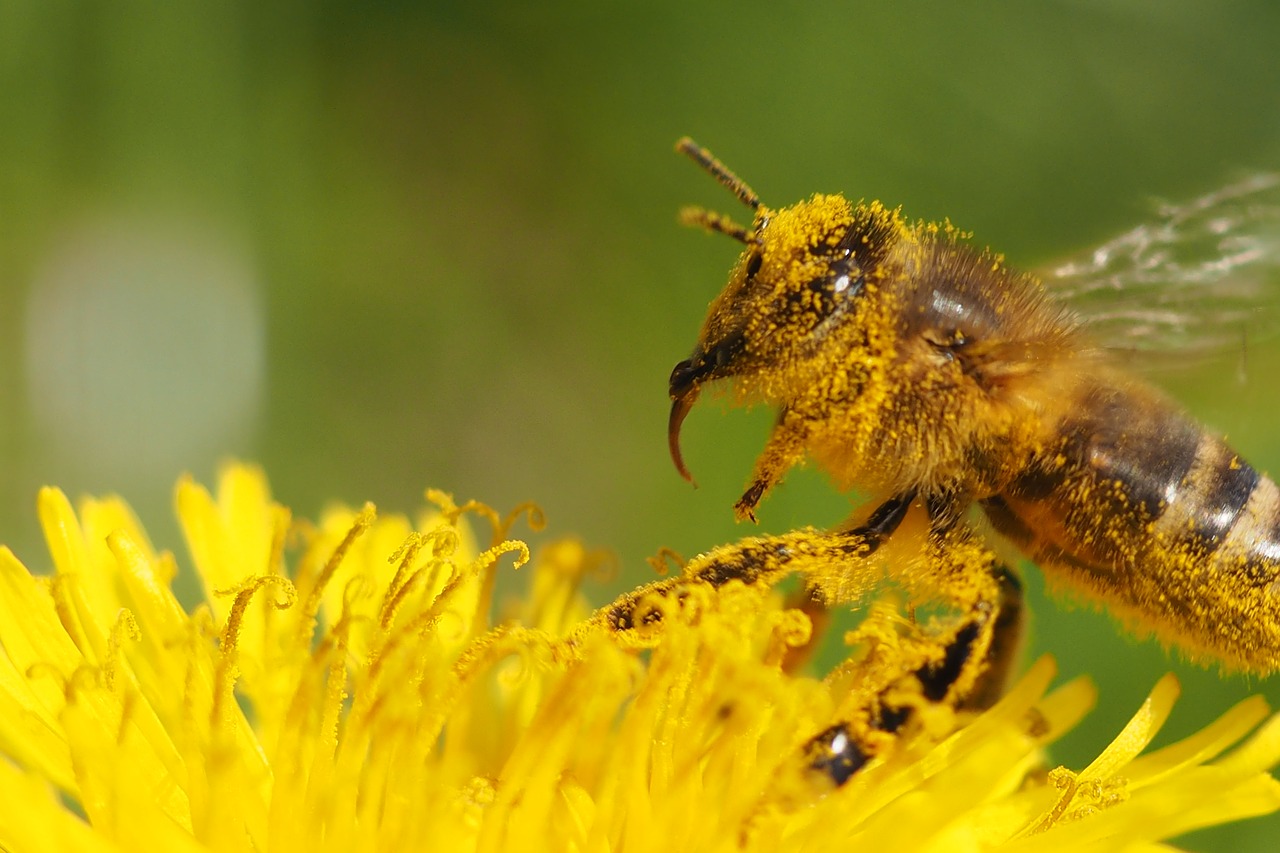 bee  flower  insect free photo