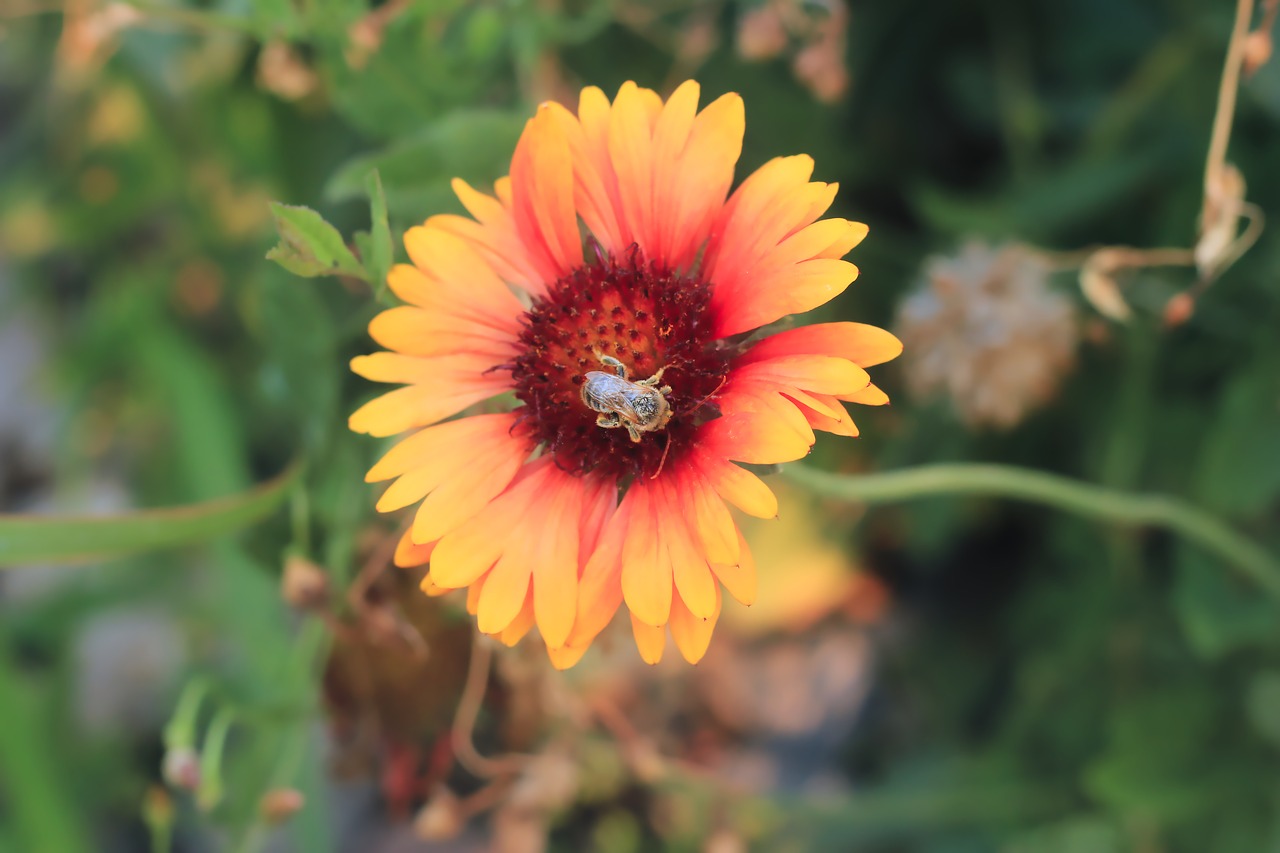 bee  pollinate  garden free photo