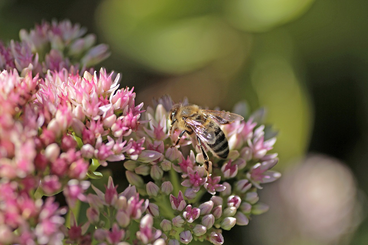 bee  plant  flower free photo