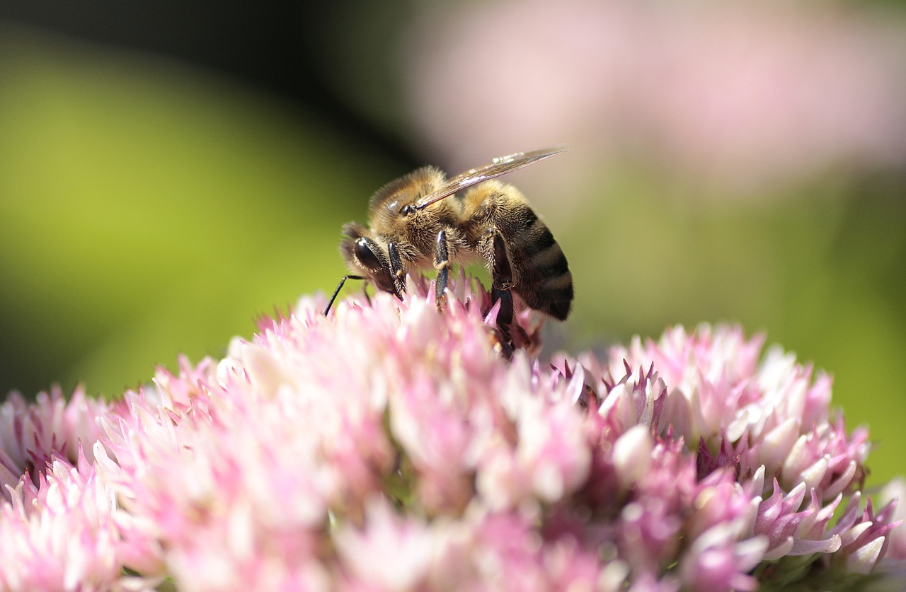 bee  macro  nature free photo