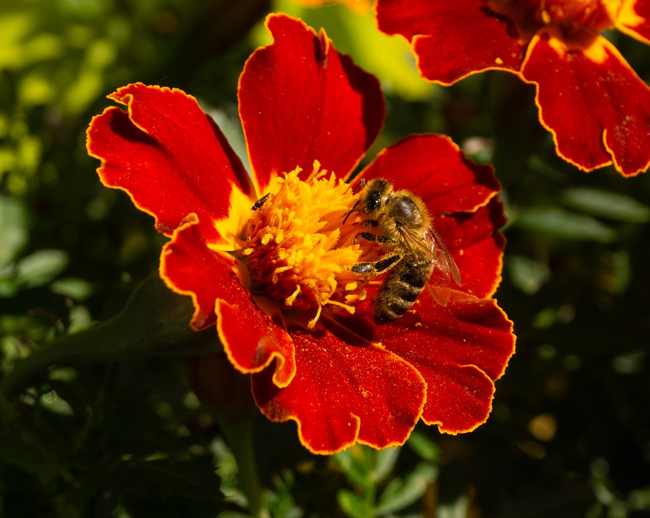 bee  flower  insect free photo