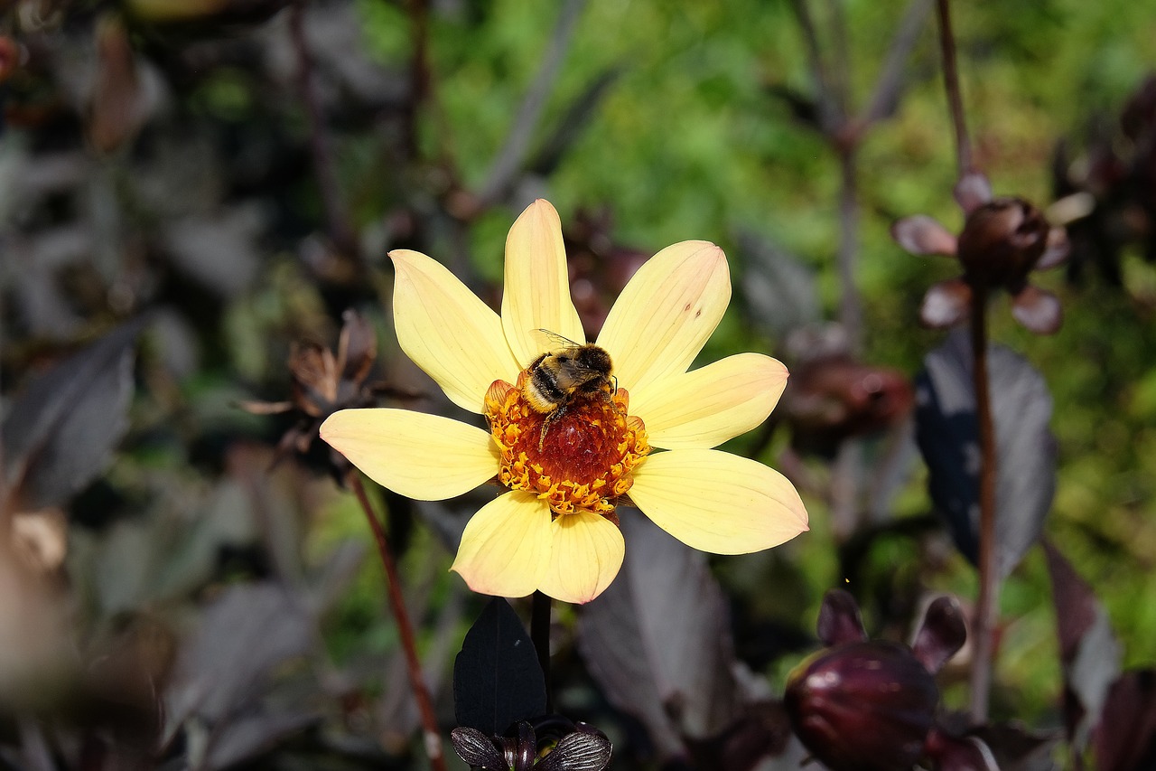 bee  flower  bud free photo