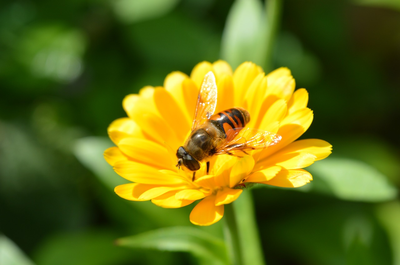 bee  blossom  bloom free photo