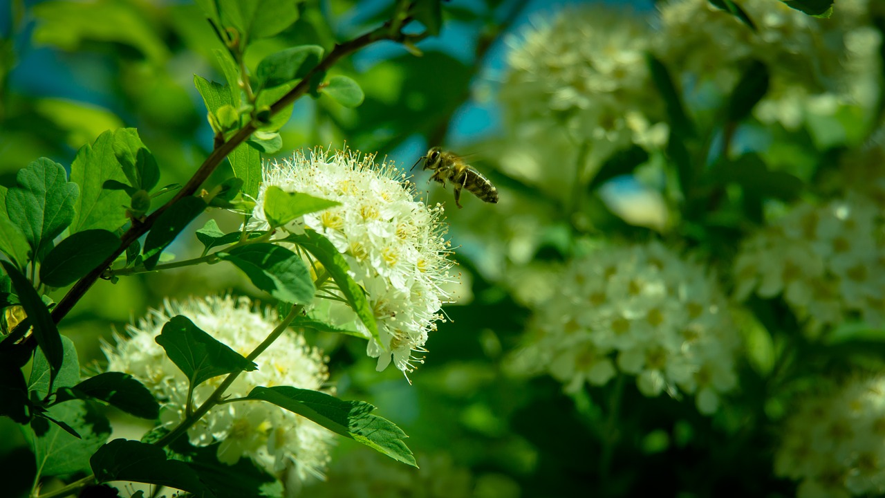 bee flower flying insect free photo