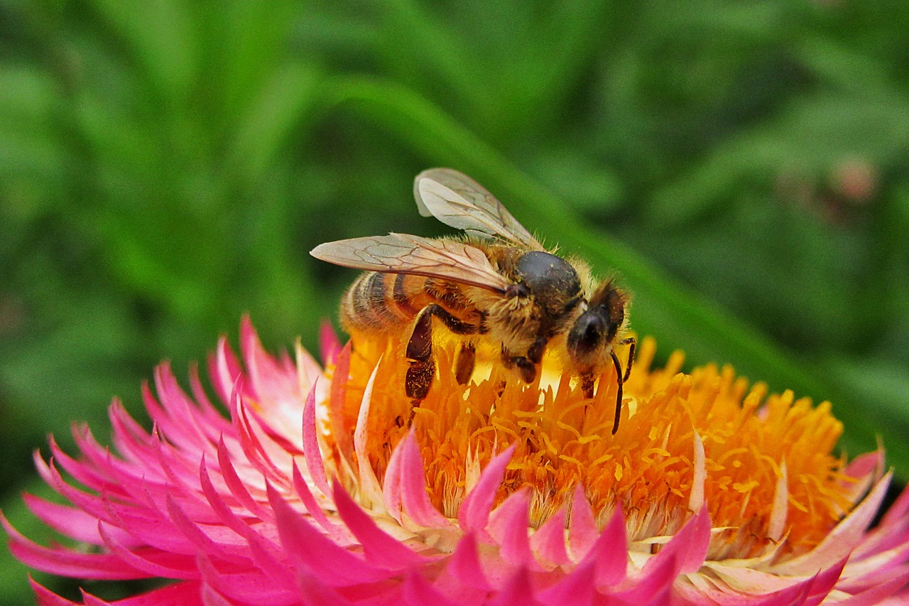 bee  bees  pollen free photo