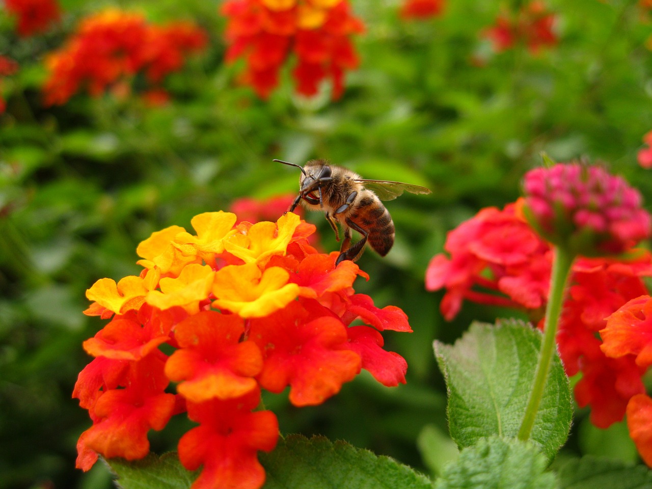 lantana bee flower free photo