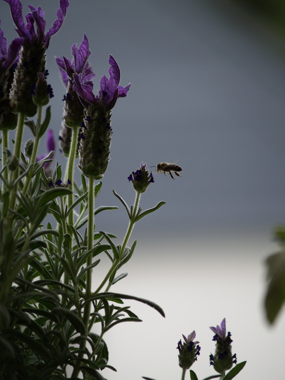 bee  in flight  lavender free photo