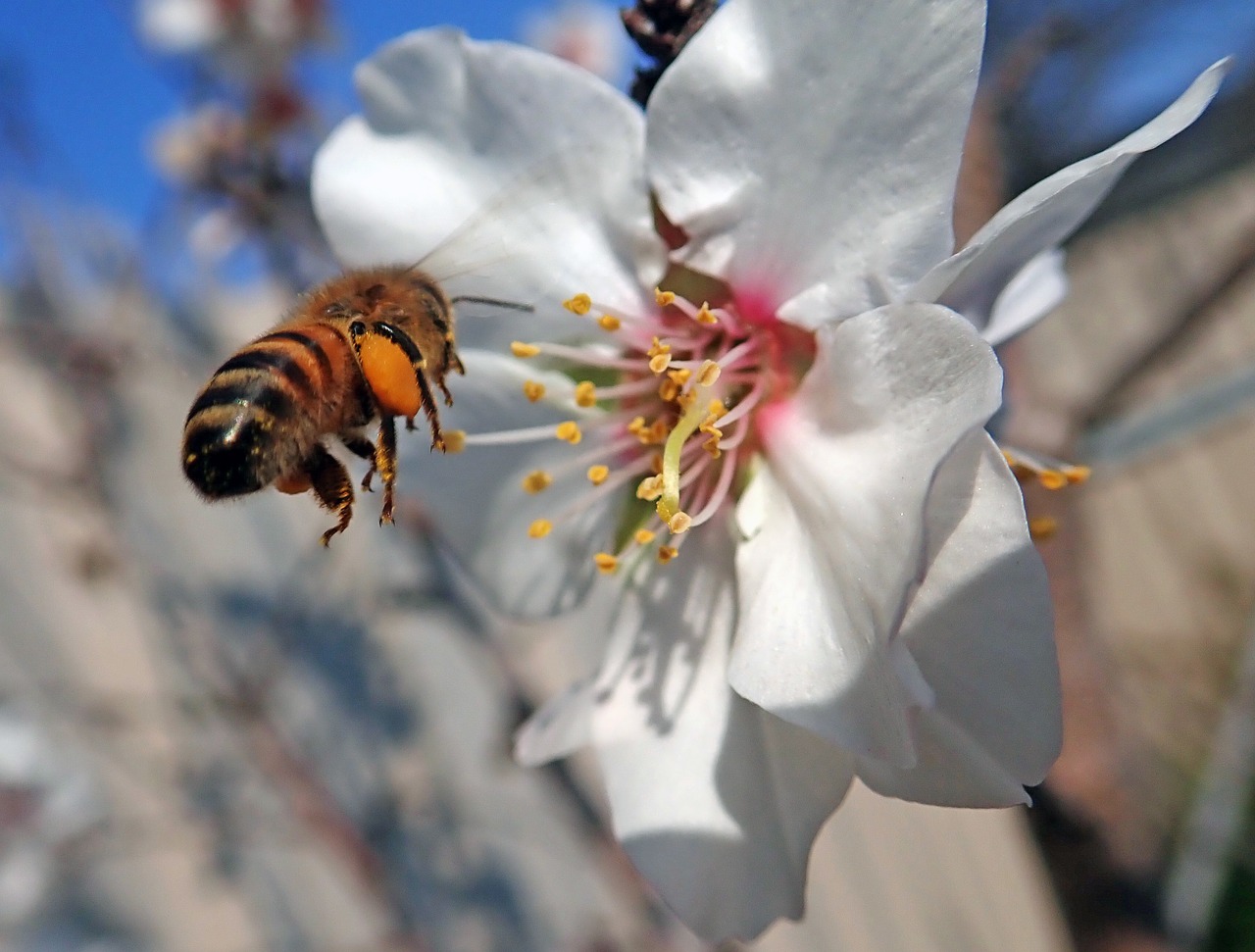 Погода в пчела. Полет пчелы. Пчела на цветке. Пчелы в природе. Пчелы вокруг цветка.