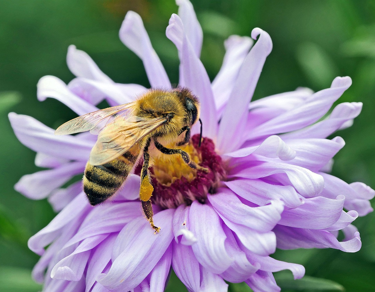 bee  honey bee  nectar free photo