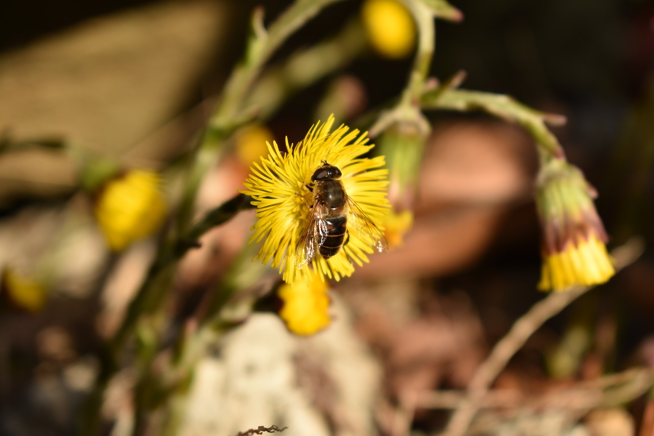 bee  cat  dog free photo