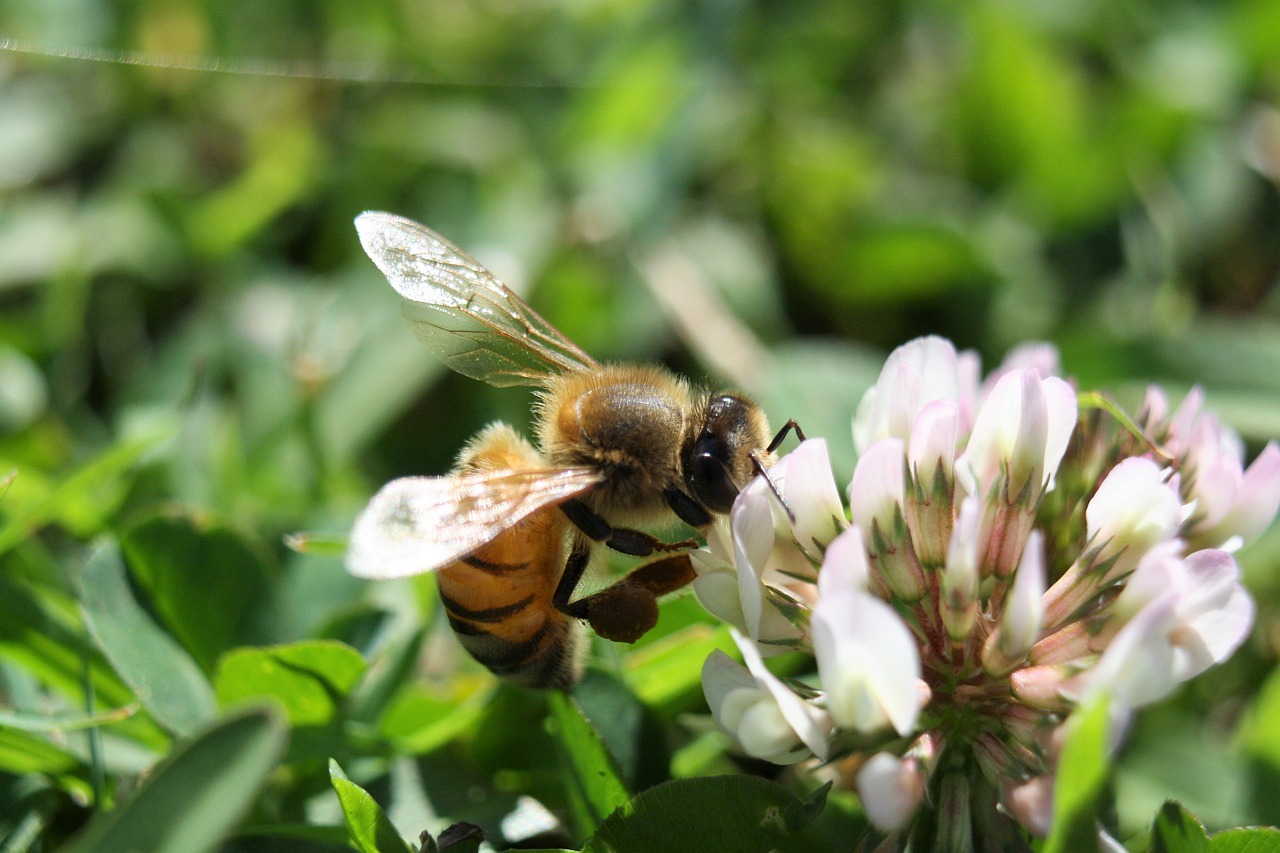 bee  clover  macro free photo