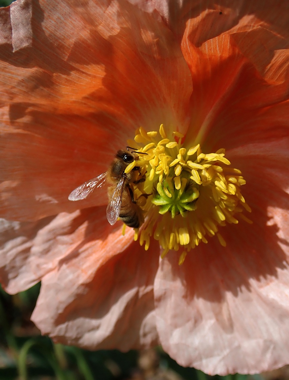 bee  insect  poppy free photo