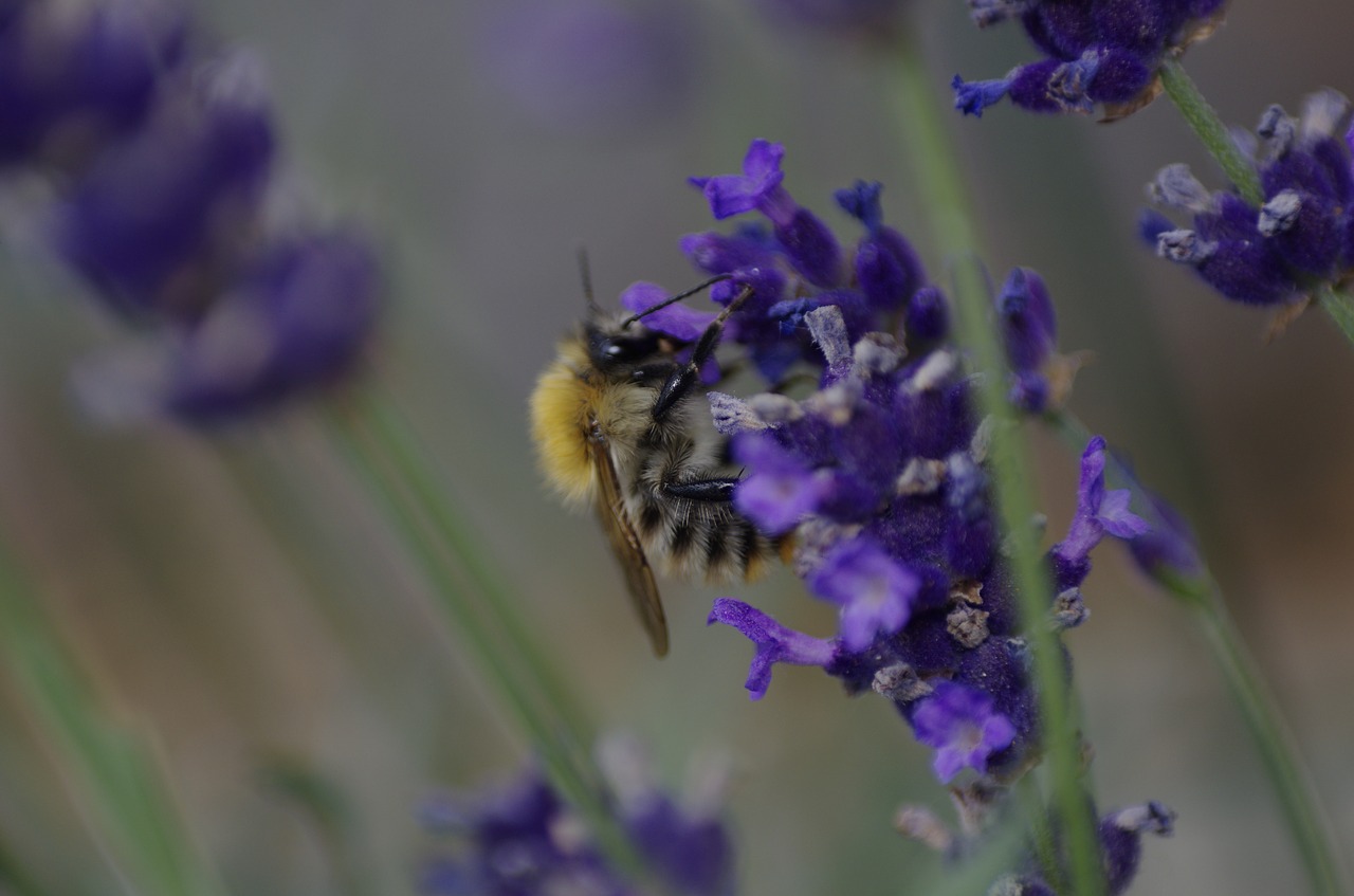 bee  lavender  flower free photo