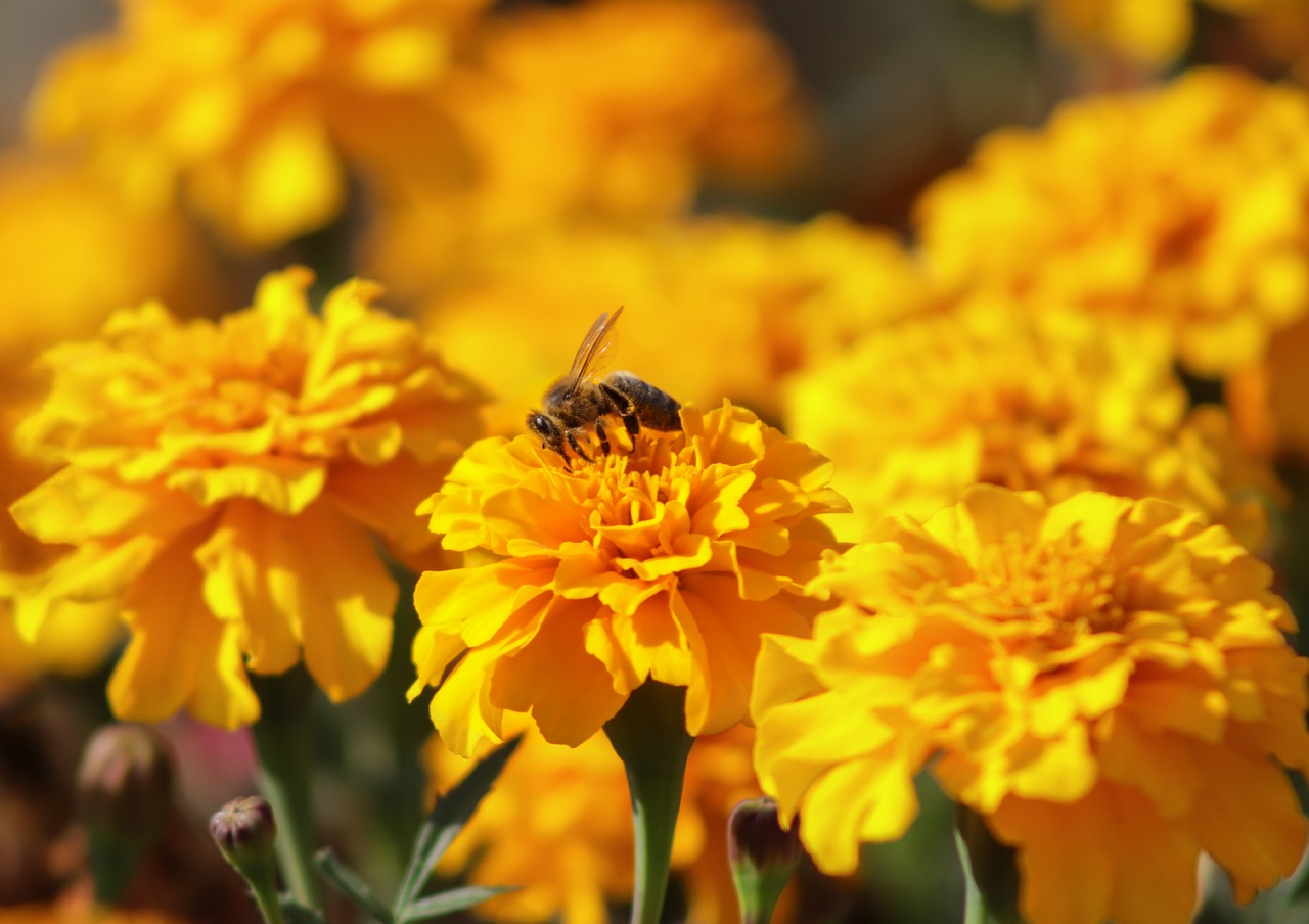 bee  flower  yellow free photo