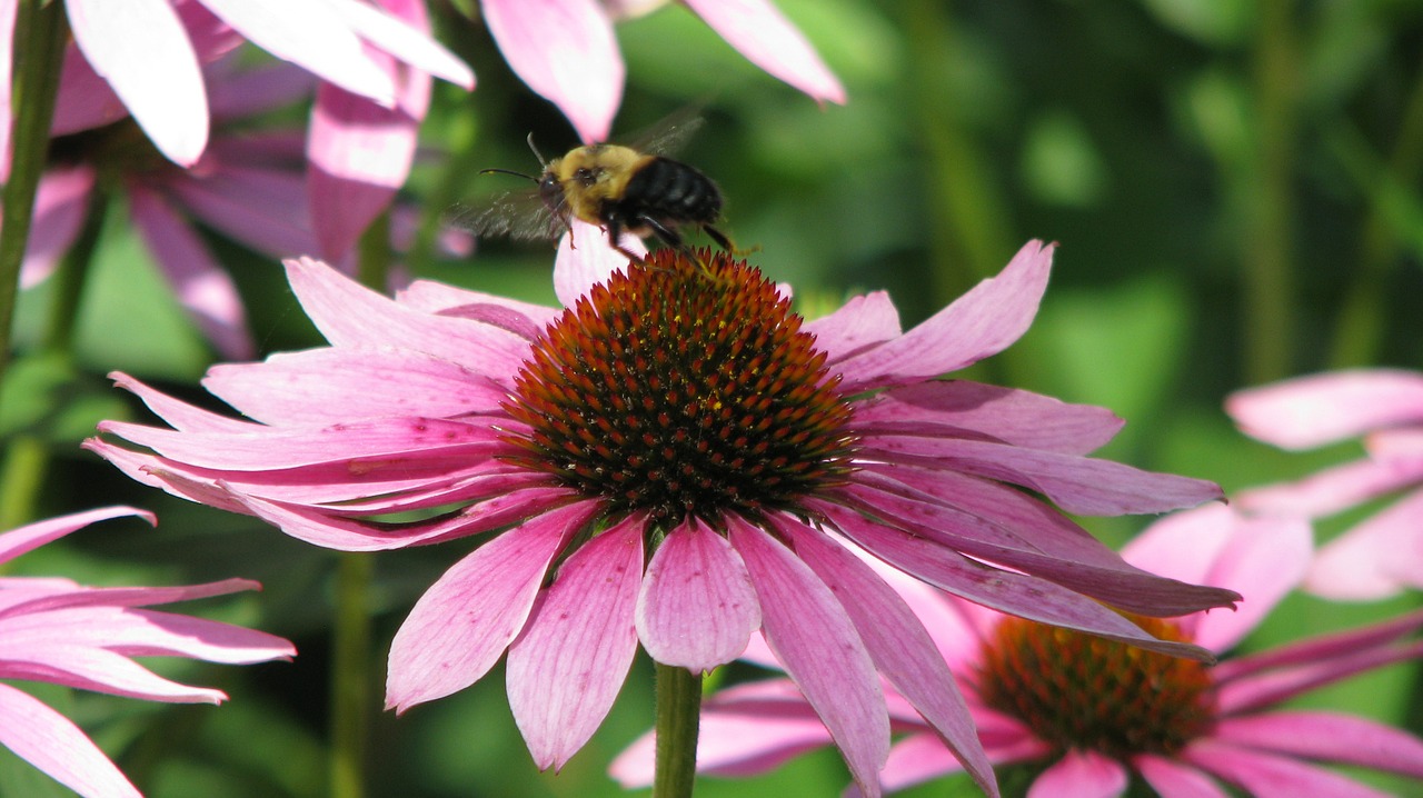 bee flower echinacea free photo