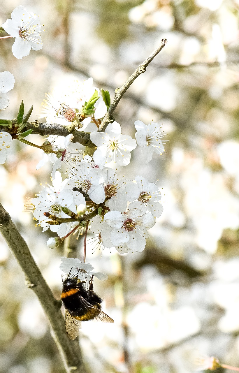 bee  insect  spring free photo