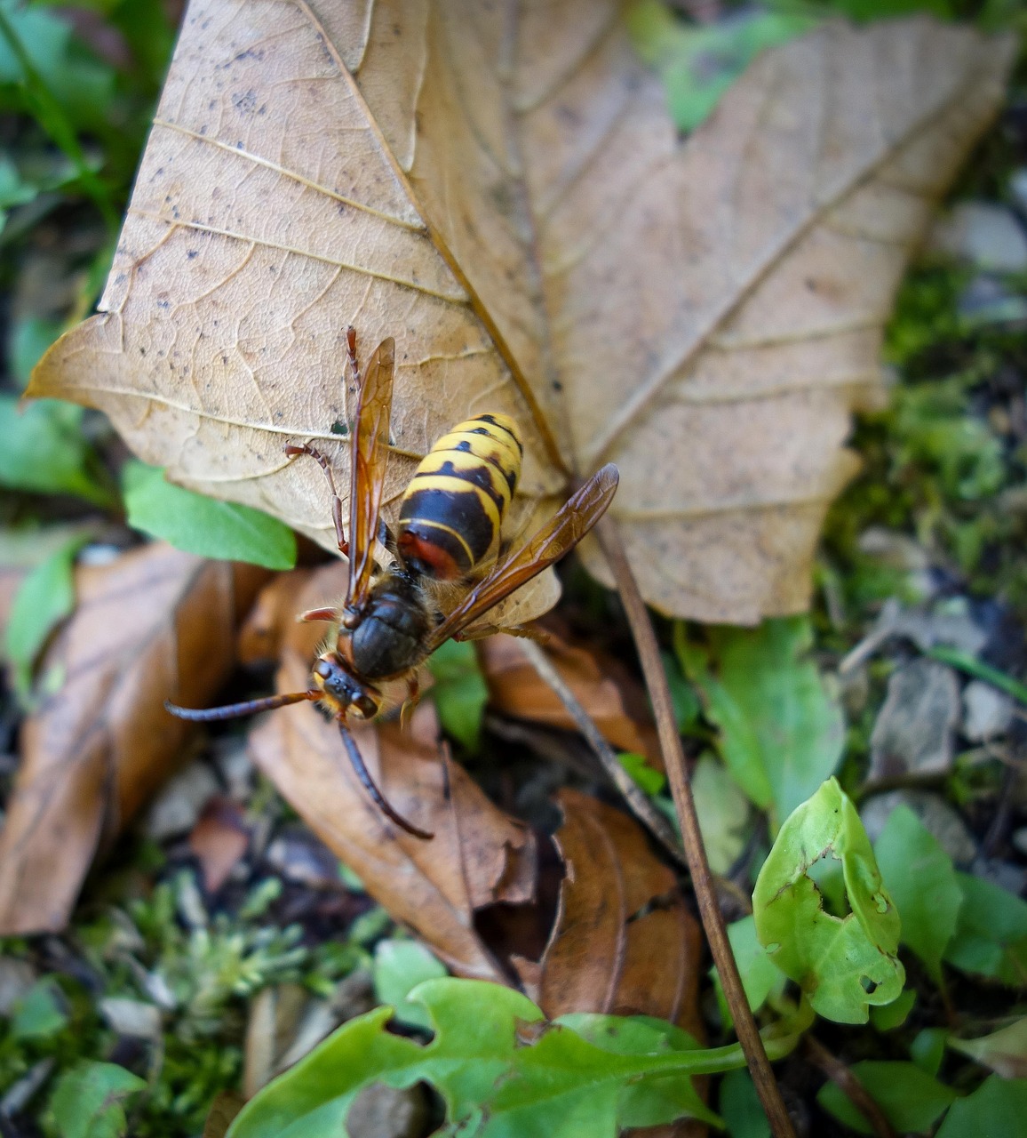 bee  hornet  wasp free photo