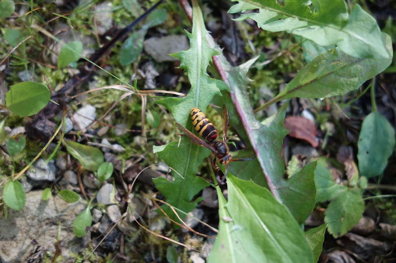 bee  hornet  wasp free photo