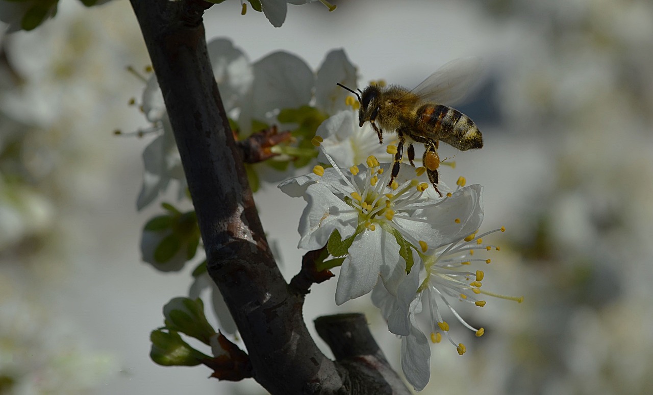 bee  nature  insect free photo