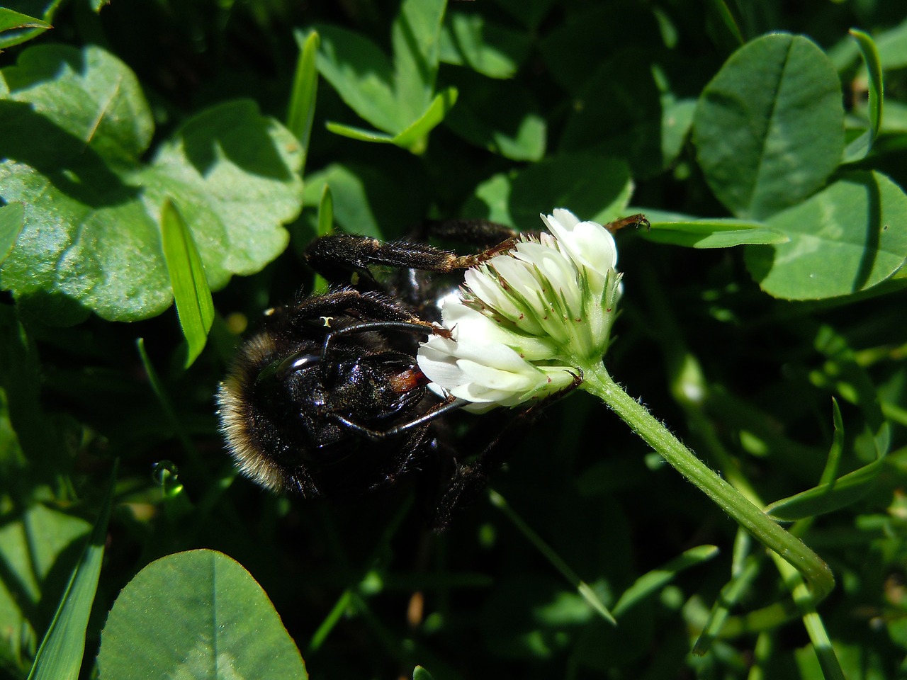 bee insect close free photo