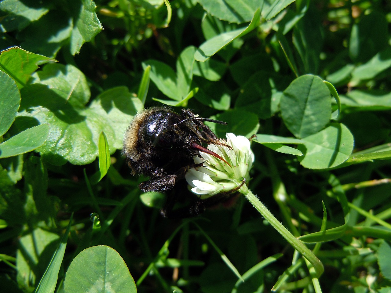 bee insect close free photo