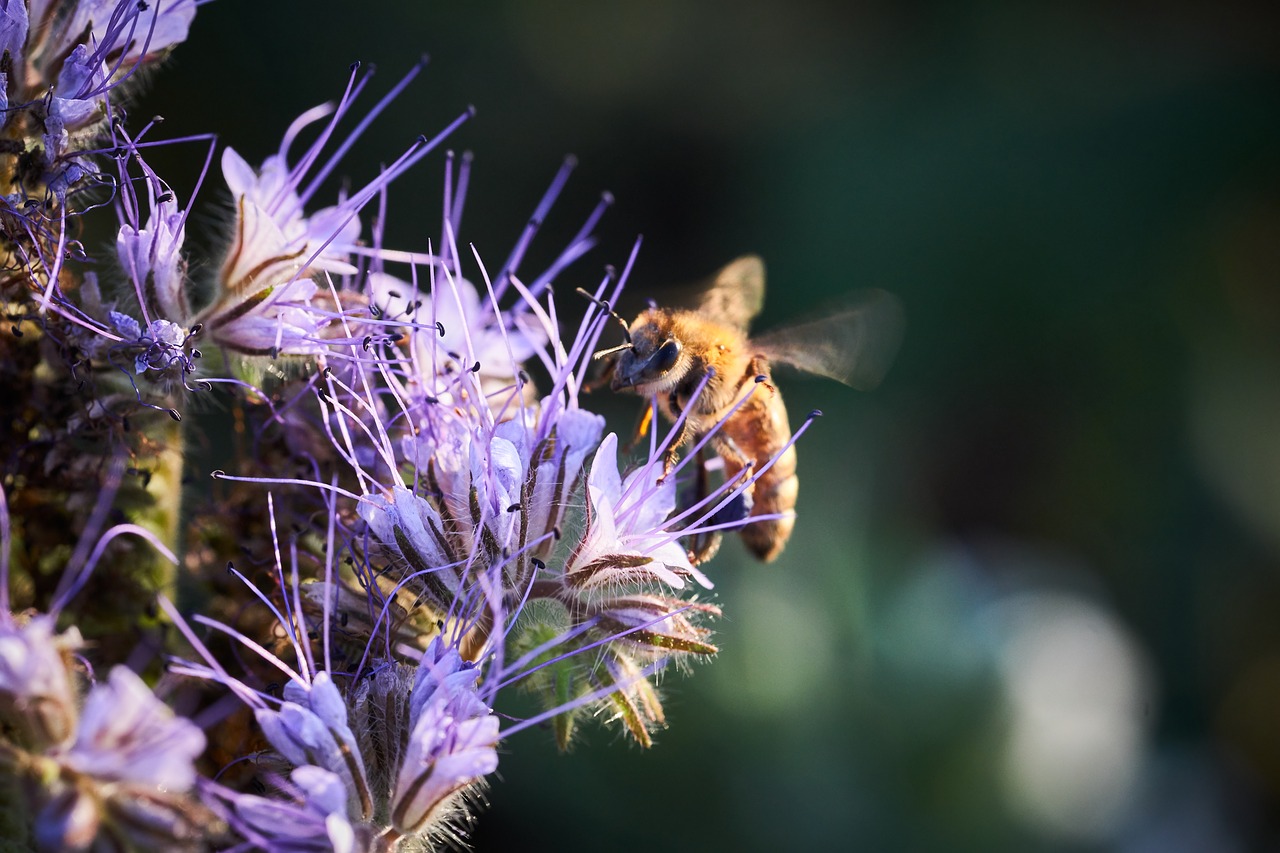 bee  flight  pollination free photo