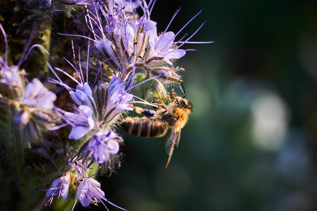 bee  flight  pollination free photo