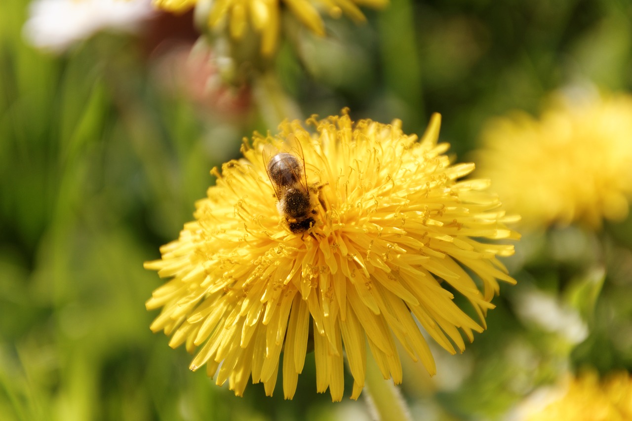 bee  dandelion  yellow free photo