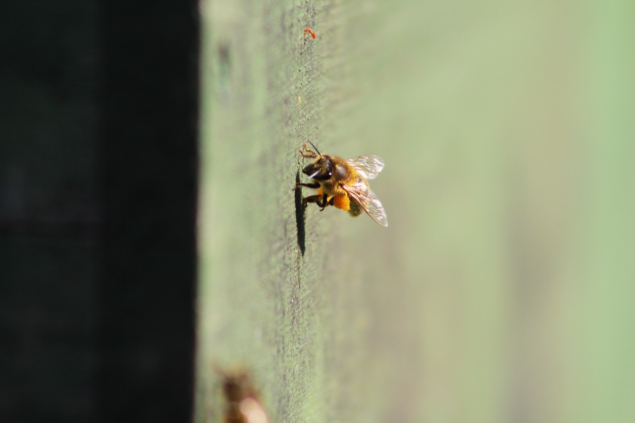 bee  prey  beekeeper free photo
