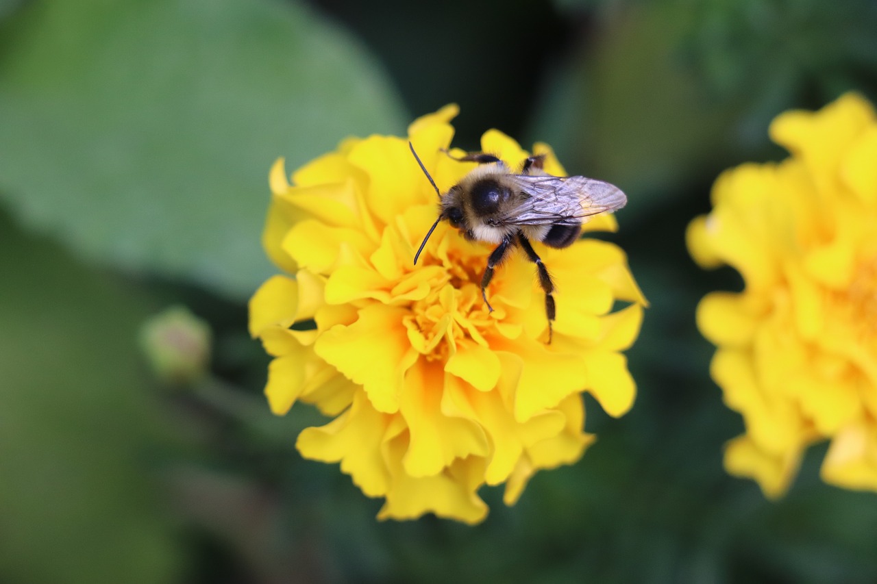 bee  flower  summer free photo